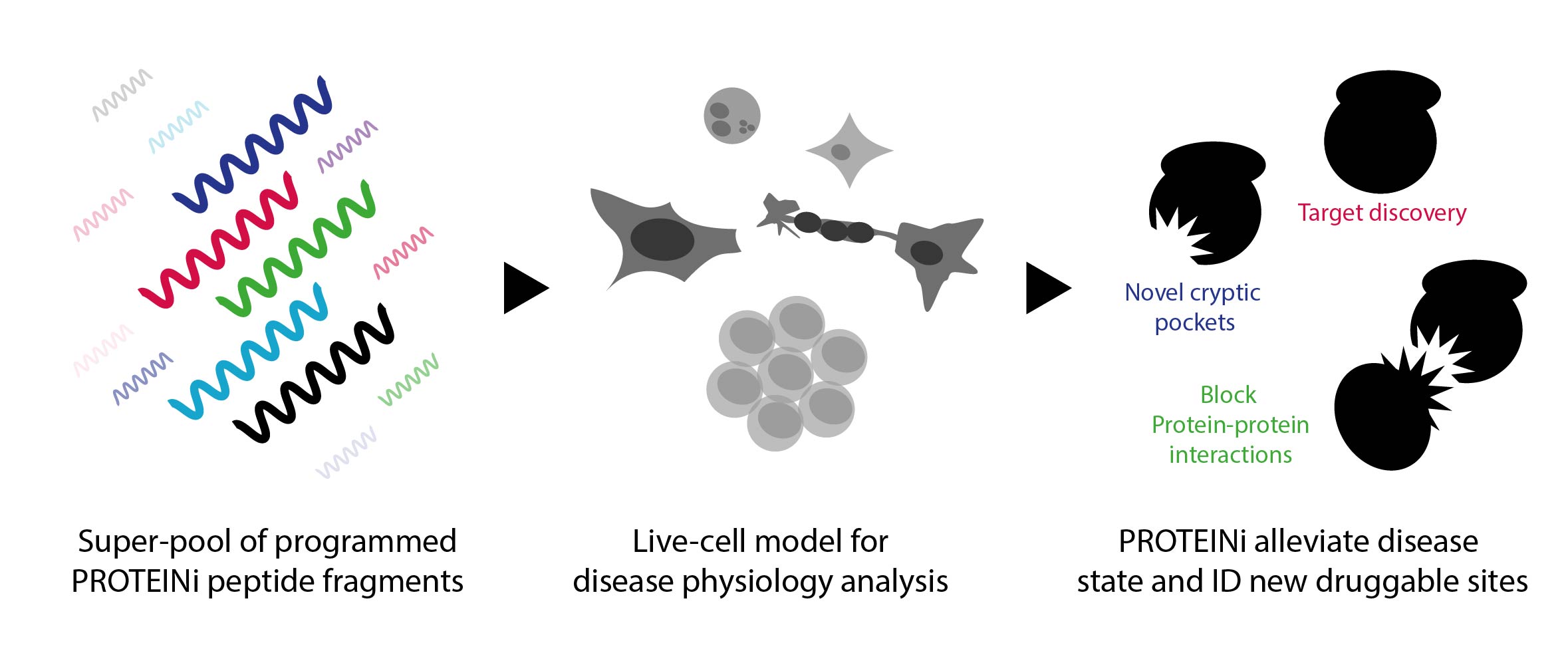 Figure. 1 – The process of identification and discovery using PROTEINi peptide fragments.